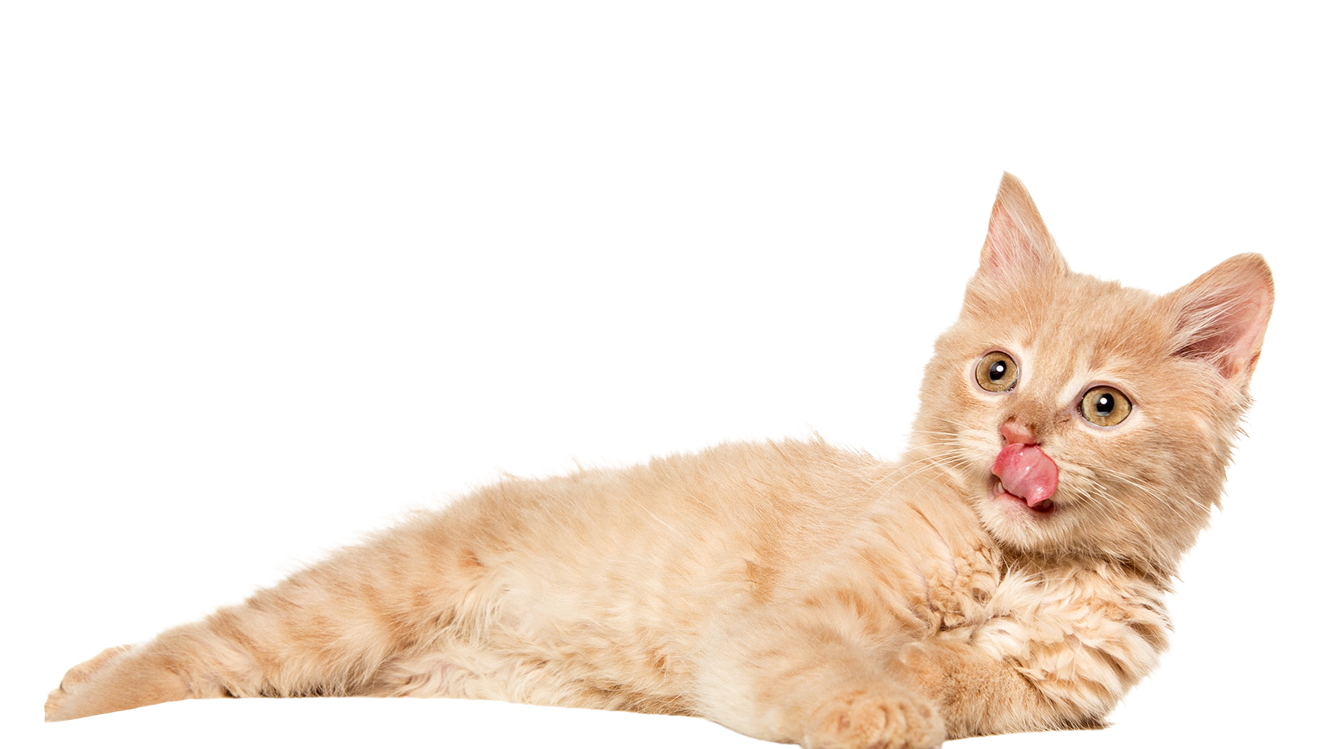 Big Cat